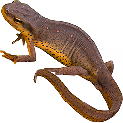 Eastern Newt